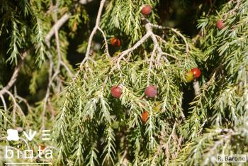 Juniperus cedrus (3)