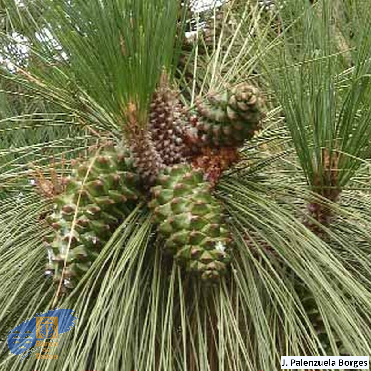Pinus_canariensis (1)