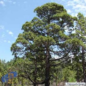 Pinus_canariensis (2)