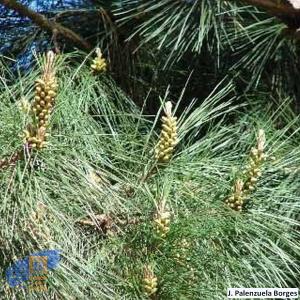 Pinus_canariensis (3)