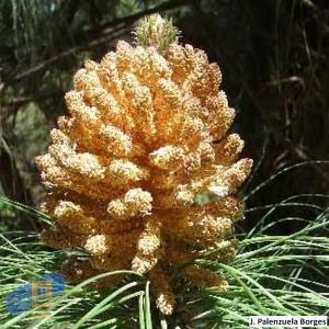 Pinus_canariensis (5)