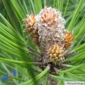 Pinus_canariensis (6)