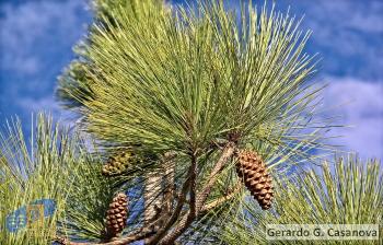 Pinus canariensis (2)