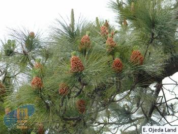 Pinus_canariensis_(2)