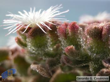 Mesembryanthemum crystallinum1