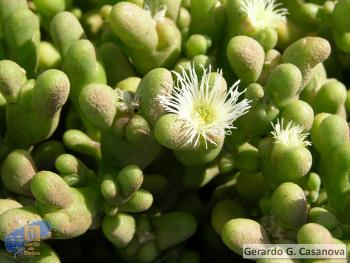 Mesembryanthemum theurkaufii1