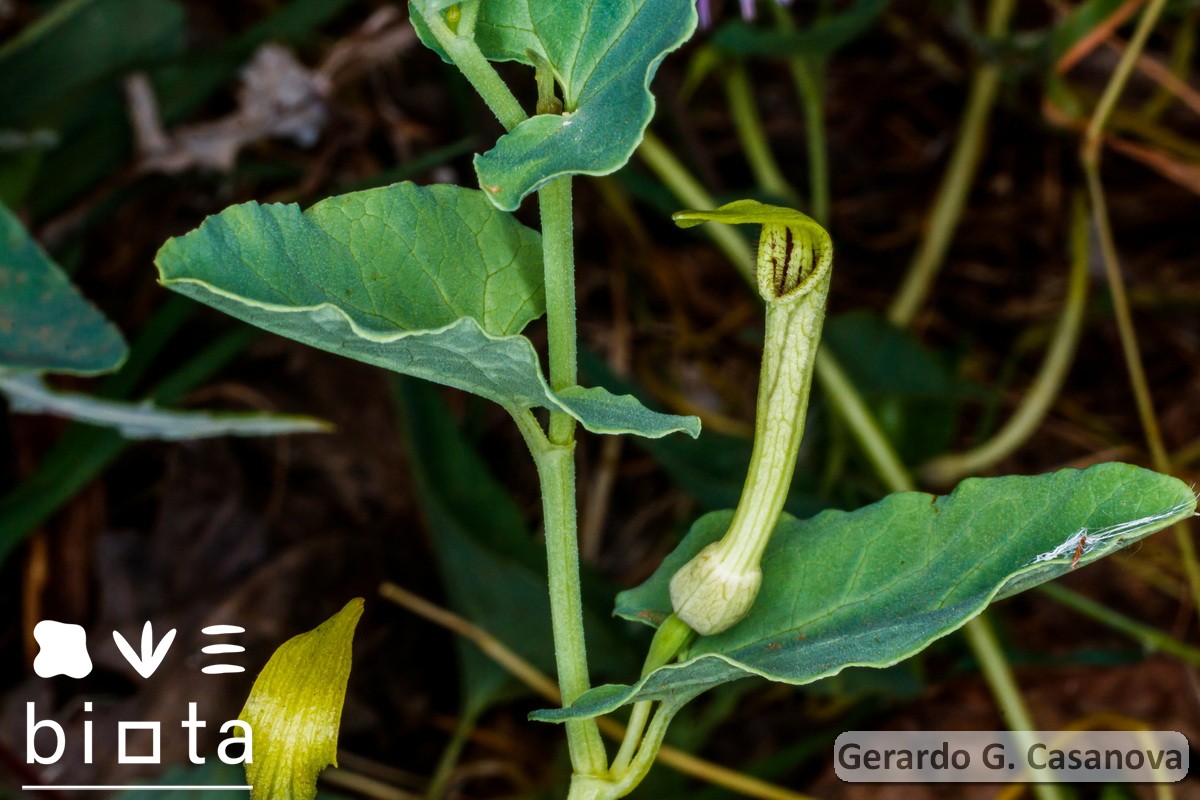 Aristolochia paucinervis (3)