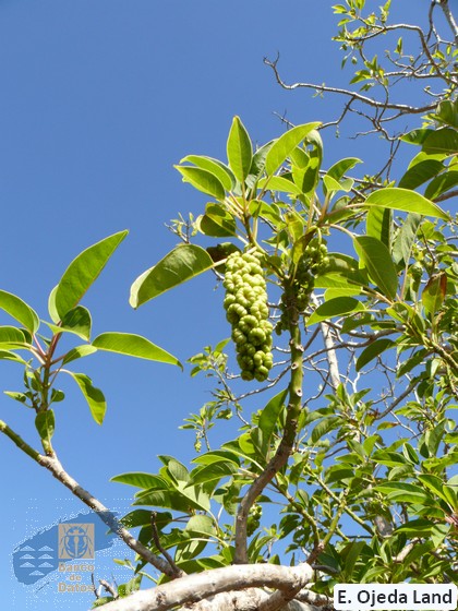 Phytolacca_dioica