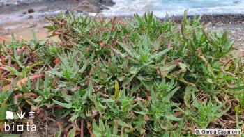 Patellifolia procumbens (3)