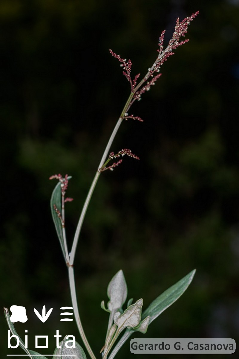 Rumex acetosella angiocarpus (1)