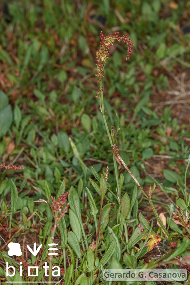 Rumex acetosella angiocarpus (3)