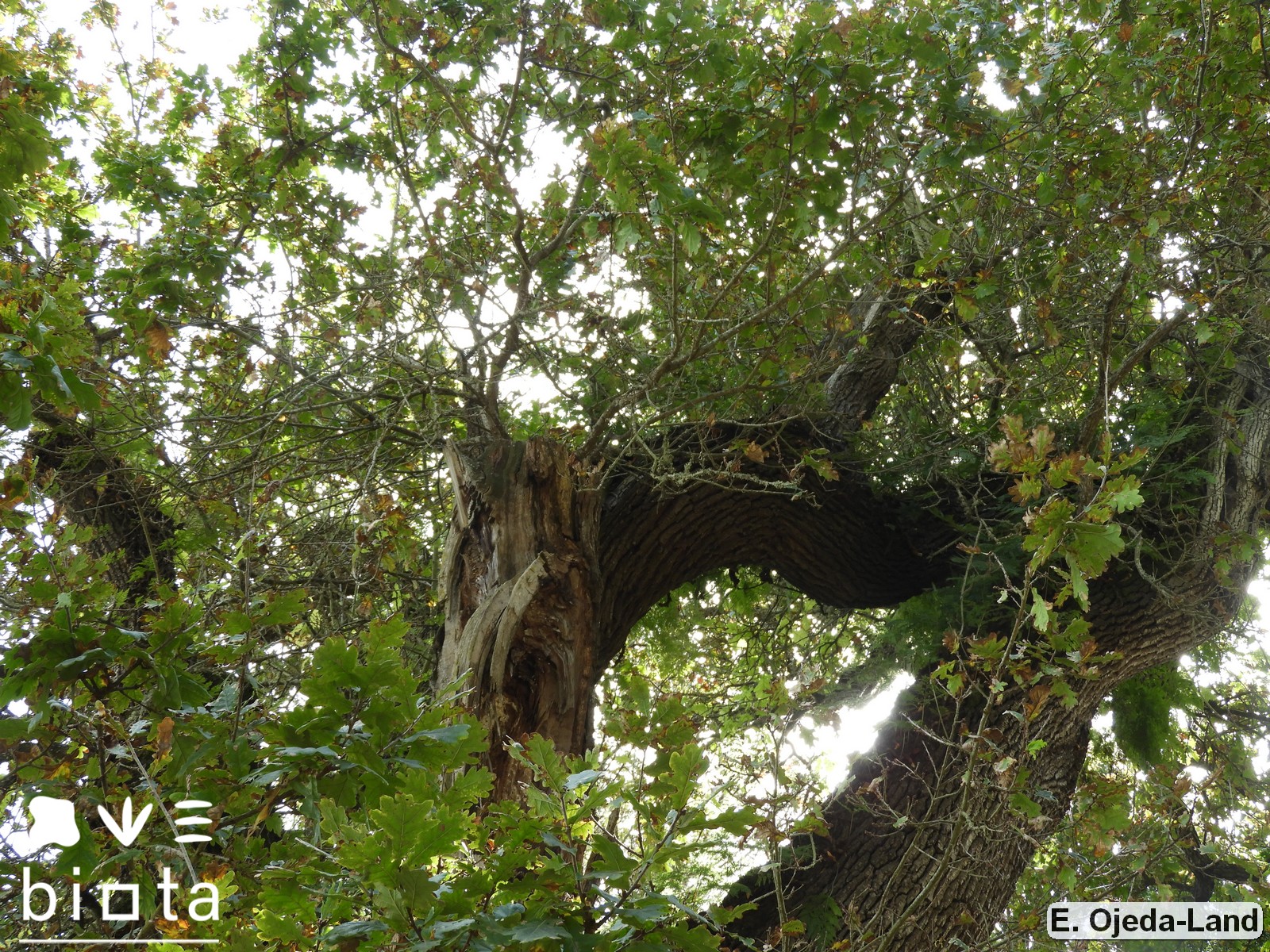 Quercus robur1