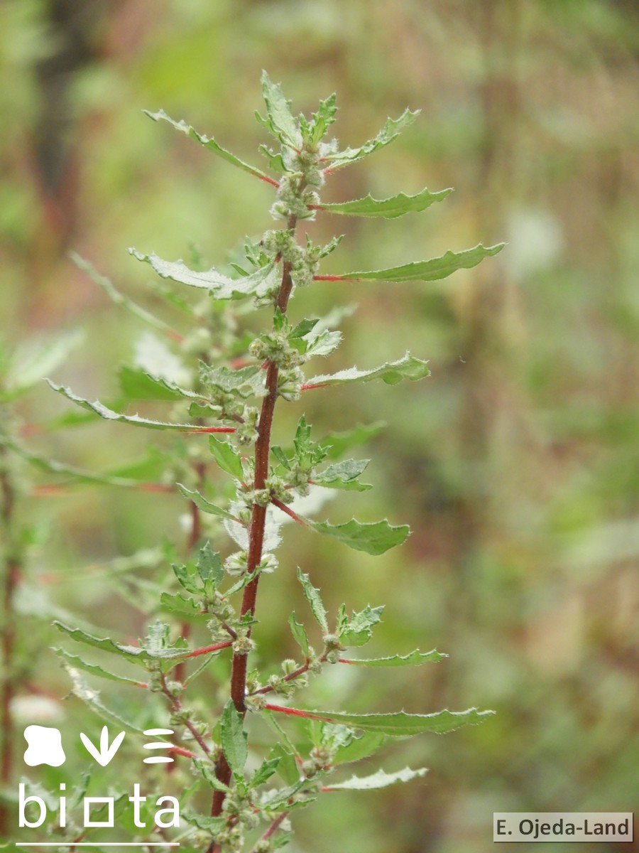 Forsskaolea angustifolia (2)