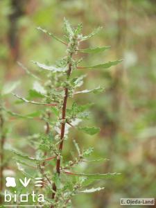 Forsskaolea angustifolia (2)