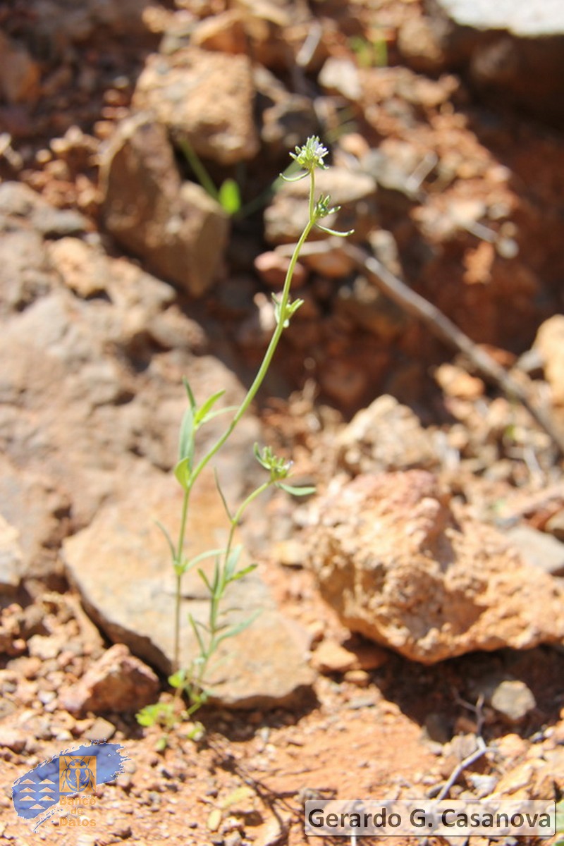 Linaria micrantha