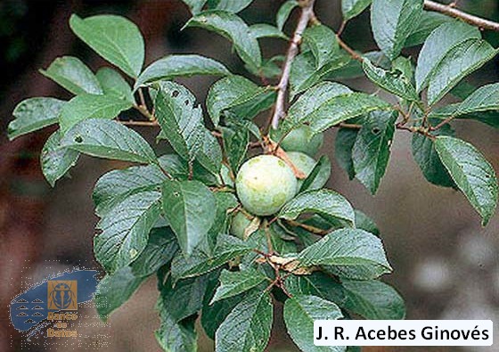 Prunus_domestica