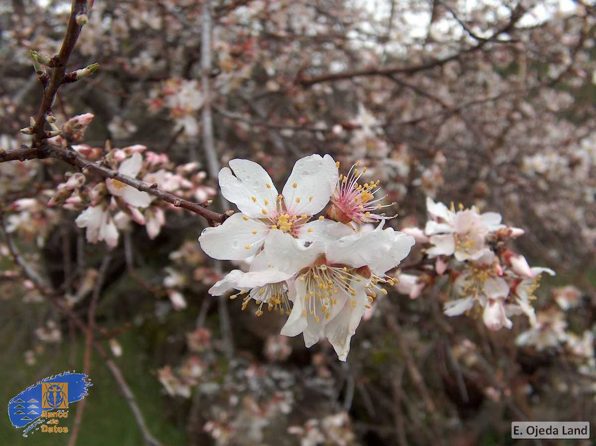Prunus dulcis2