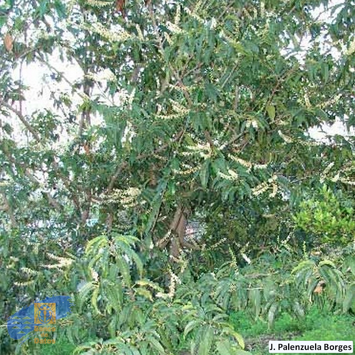 Prunus_lusitanica_hixa (2)