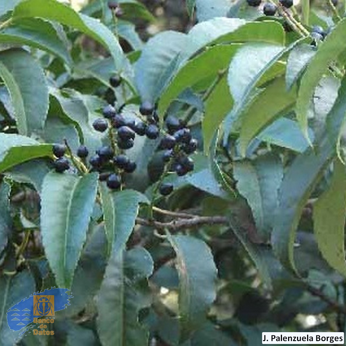 Prunus_lusitanica_hixa (3)