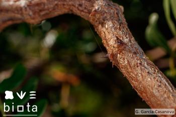 Caesalpinia spinosa (2)