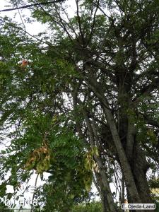 Caesalpinia spinosa (4)