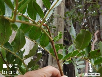 Caesalpinia spinosa (5)