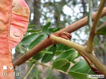 Caesalpinia spinosa (6)