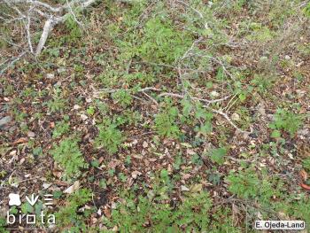 Caesalpinia spinosa (7)