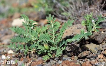 Astragalus edulis2 