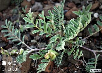 Astragalus edulis3