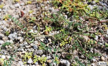 Astragalus hamosus1