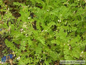 Astragalus pelecinus pelecinus2