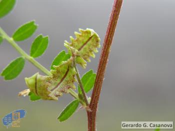 Astragalus pelecinus pelecinus5