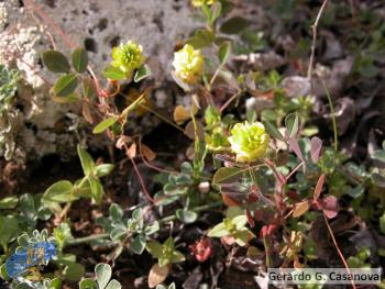 Trifolium campestre1