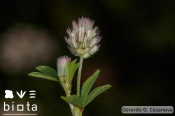 Trifolium lappaceum (2)