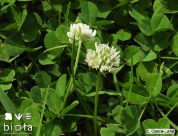 Trifolium repens (1)