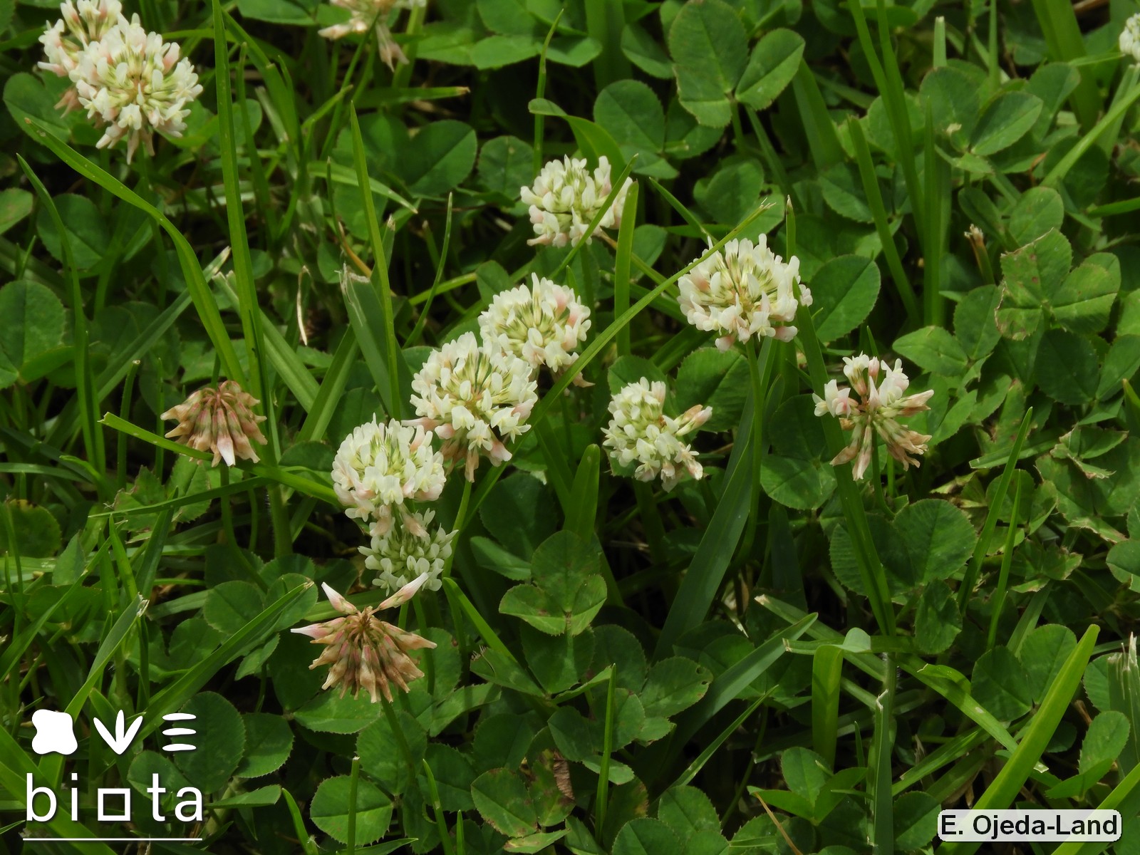 Trifolium repens (3)