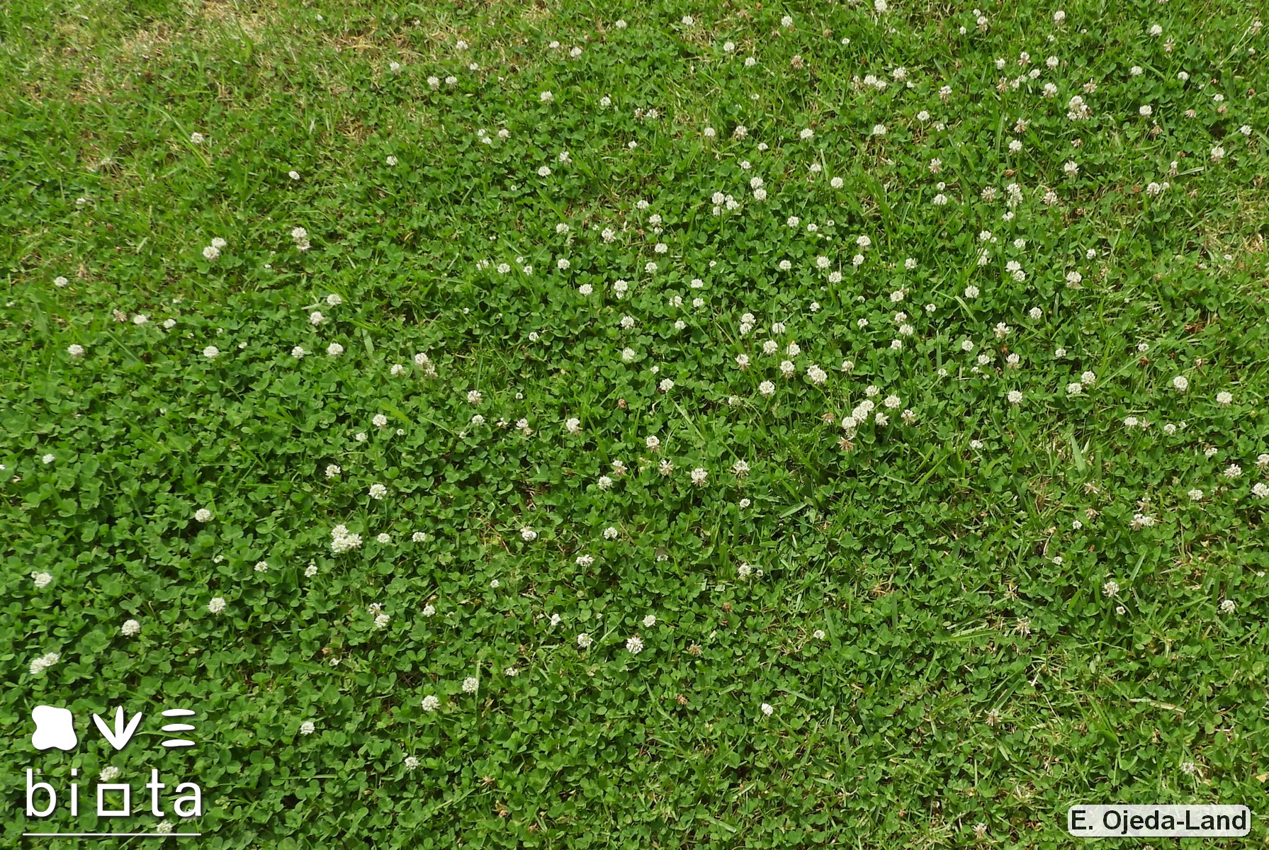 Trifolium repens (5)