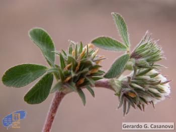 Trifolium scabrum4