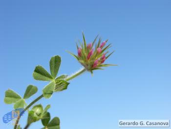 Trifolium stellatum2