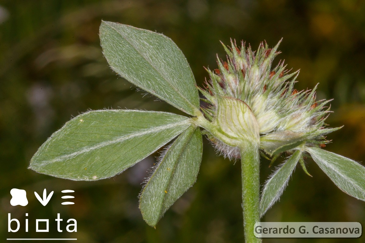 Trifolium striatum (1)