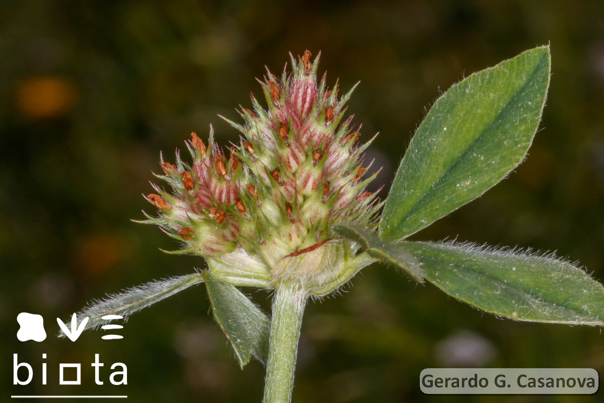 Trifolium striatum (2)