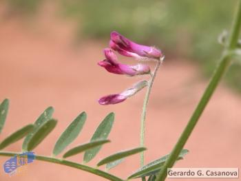 Vicia benghalensis3