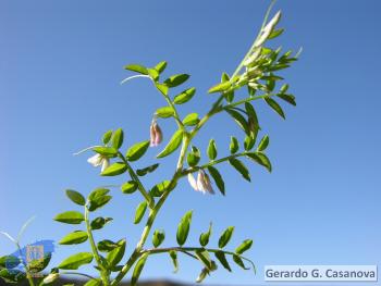 Vicia pubescens2