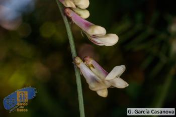 Vicia scandens (1)