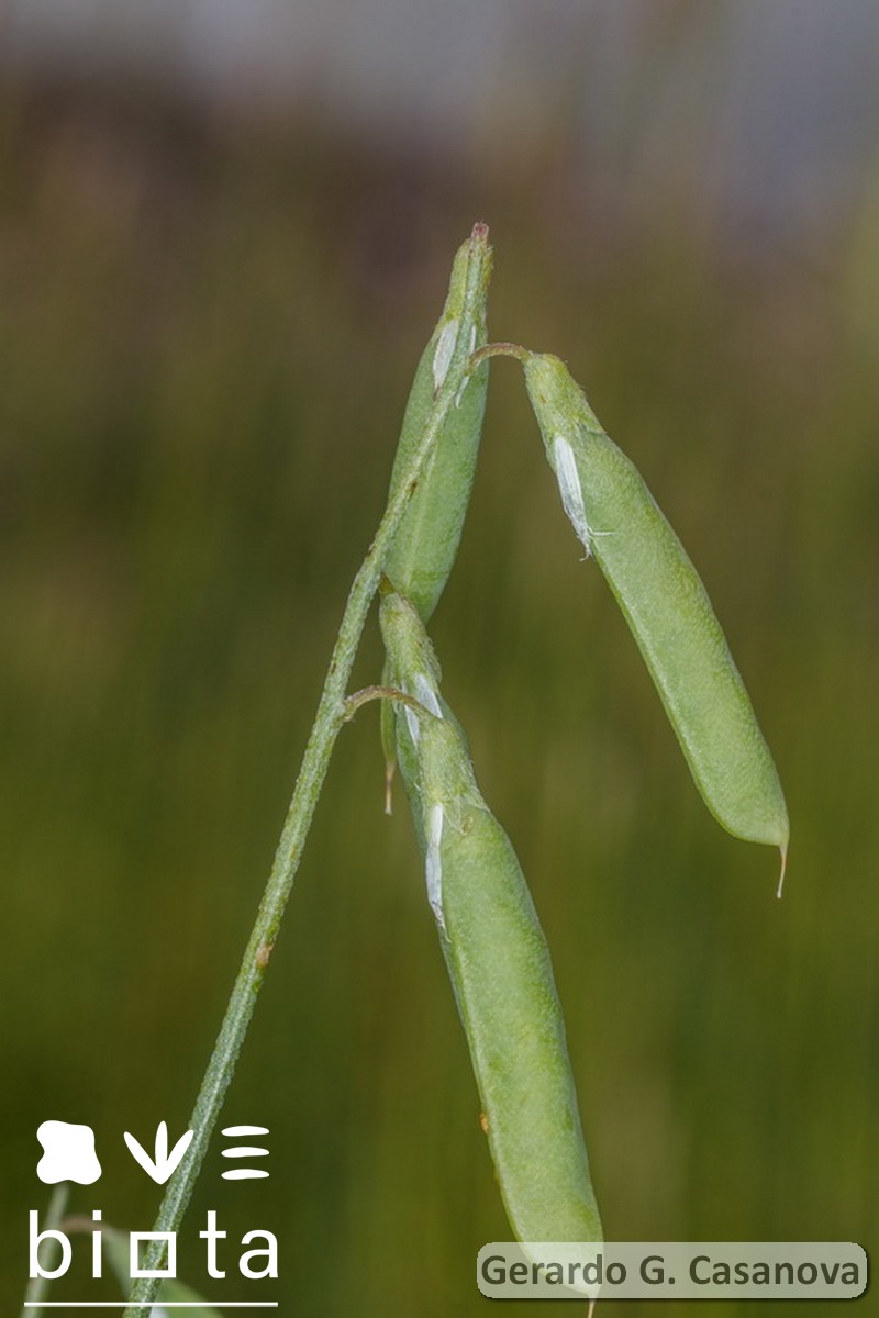 Vicia parviflora (1)
