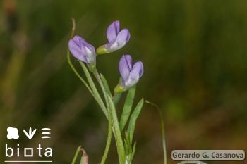 Vicia parviflora (3)