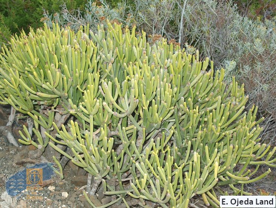 Euphorbia_aphylla