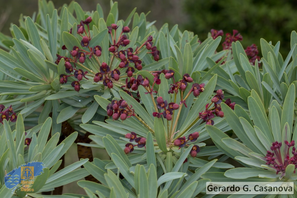 Euphorbia atropurpurea1