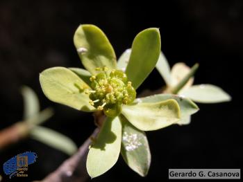 Euphorbia balsamifera balsamifera6